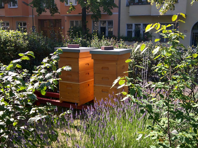 Bienenstöcke mit aufgesetzten Honigräumen im Juli 2015 Bienenstöcke mit aufgesetzen Honigräumen im Juli 2015
