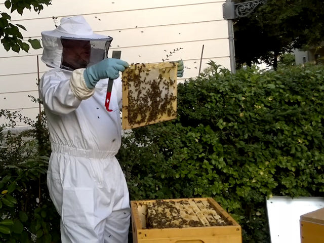 ich mit meinen Bienen in meinem Garten ich mit meinen Bienen in meinem Garten